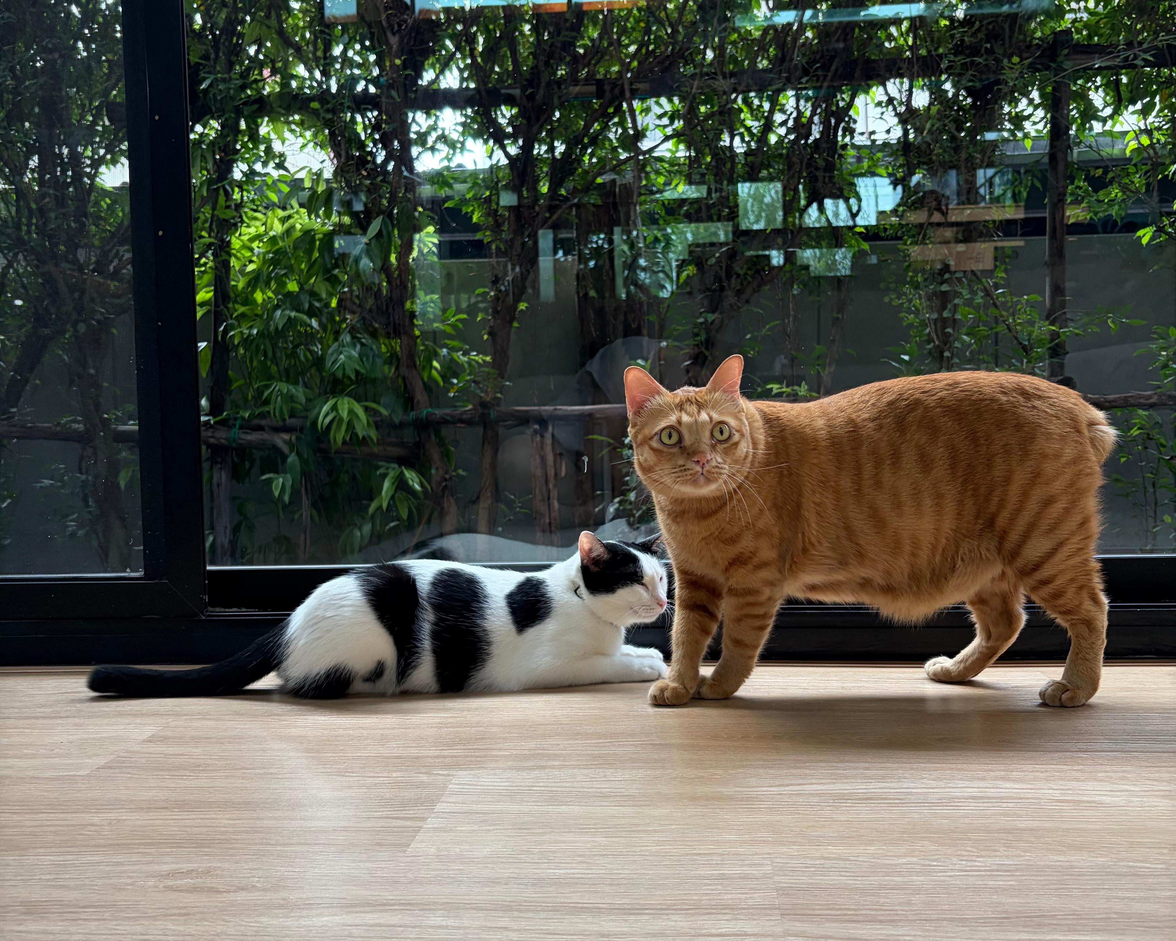 Meet the Office Fluffy Team: 5 Cats, 5 Personalities